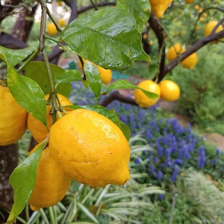 Olive Lemon Biophilic House & Lush Forest Garden วามอส ภายนอก รูปภาพ