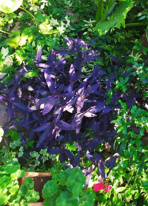 Olive Lemon Biophilic House & Lush Forest Garden วามอส ภายนอก รูปภาพ