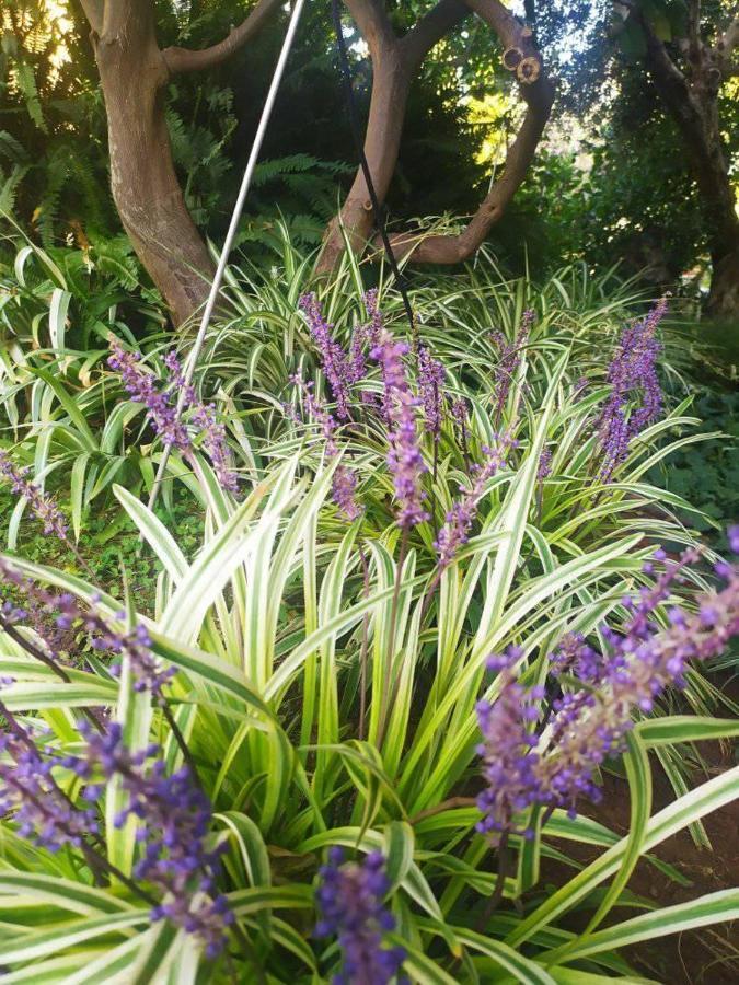 Olive Lemon Biophilic House & Lush Forest Garden วามอส ภายนอก รูปภาพ