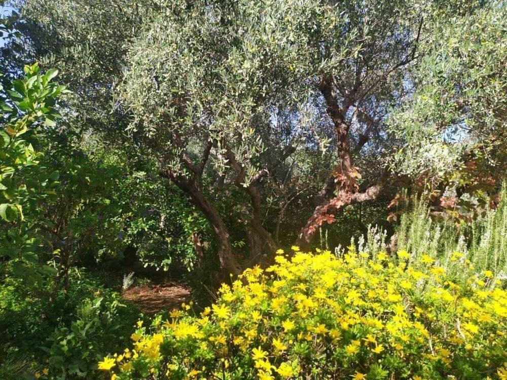 Olive Lemon Biophilic House & Lush Forest Garden วามอส ภายนอก รูปภาพ
