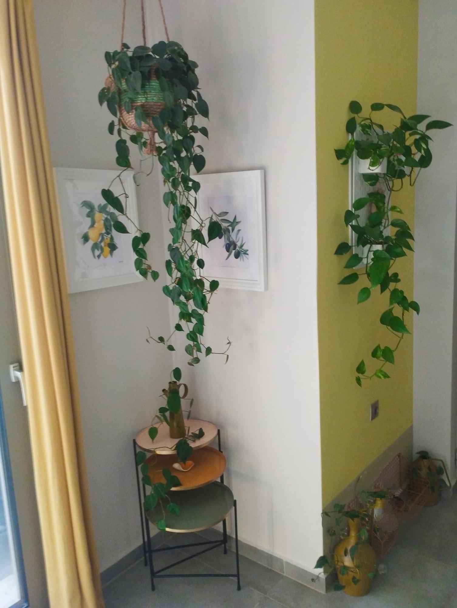 Olive Lemon Biophilic House & Lush Forest Garden วามอส ภายนอก รูปภาพ
