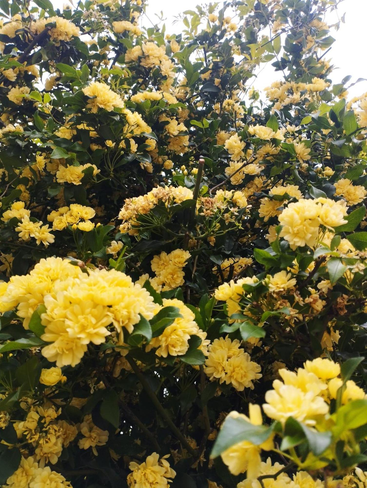Olive Lemon Biophilic House & Lush Forest Garden วามอส ภายนอก รูปภาพ