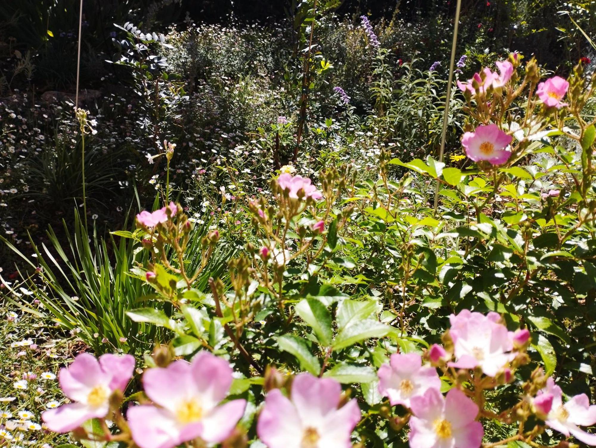 Olive Lemon Biophilic House & Lush Forest Garden วามอส ภายนอก รูปภาพ