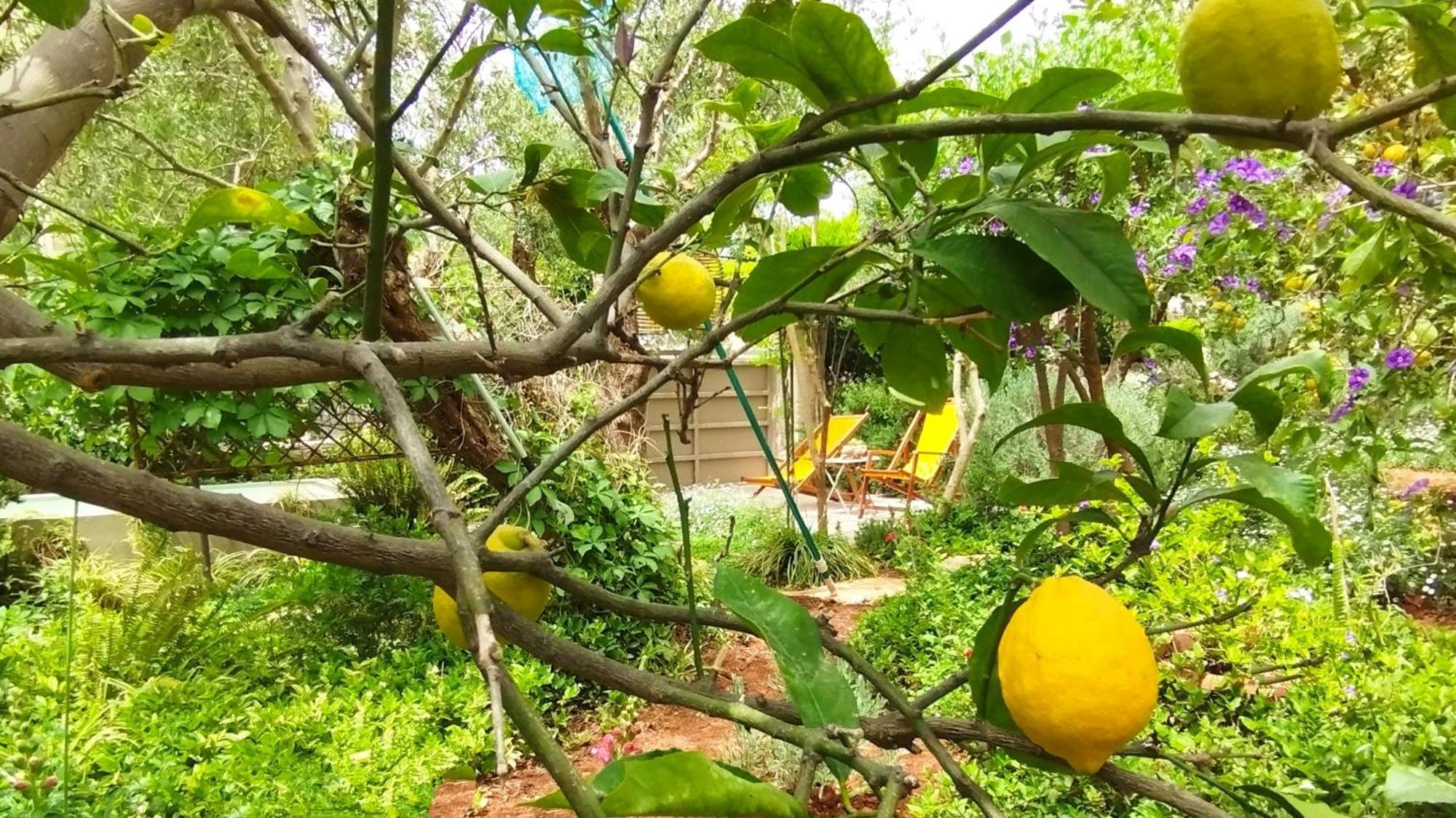 Olive Lemon Biophilic House & Lush Forest Garden วามอส ห้อง รูปภาพ