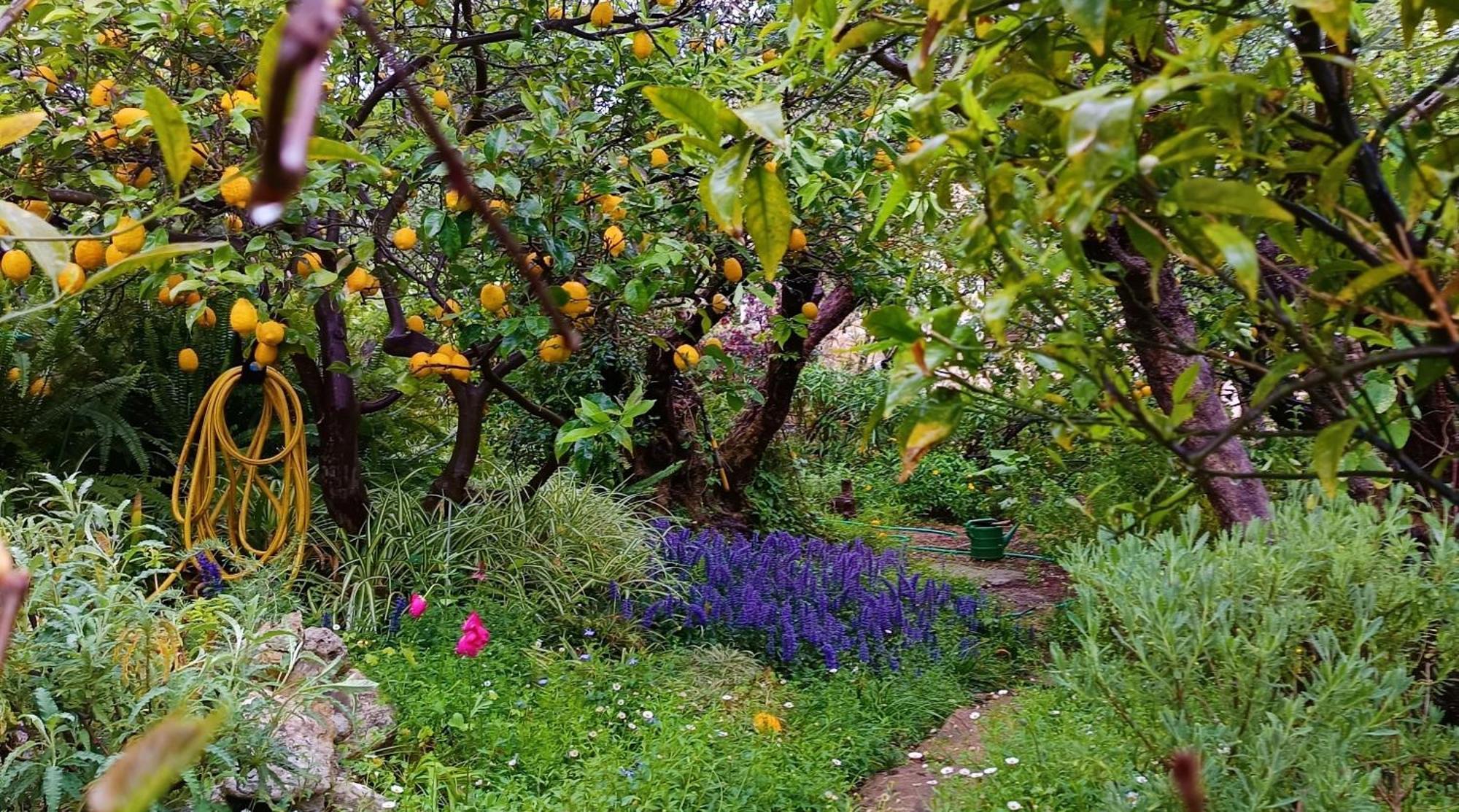 Olive Lemon Biophilic House & Lush Forest Garden วามอส ภายนอก รูปภาพ