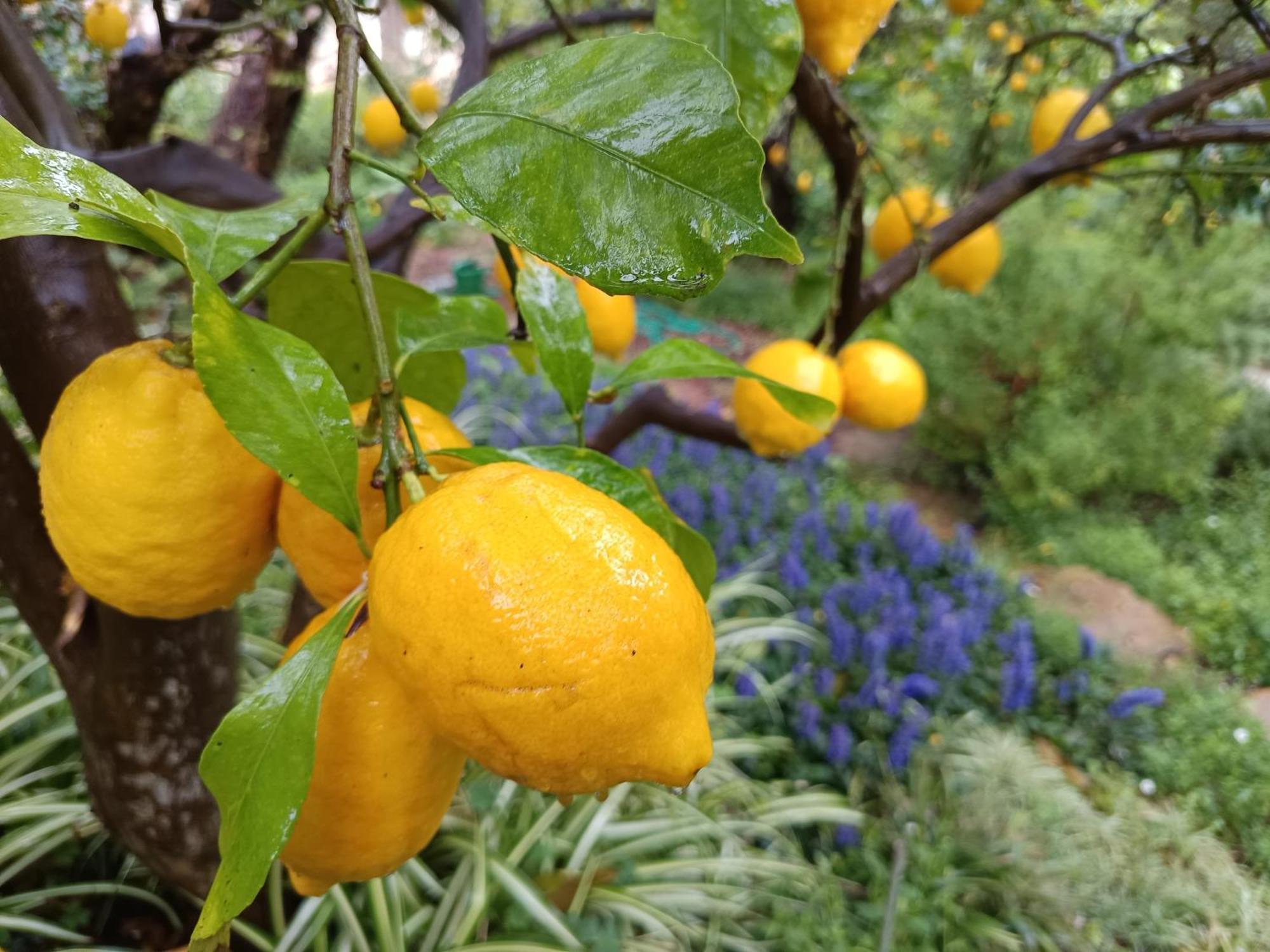 Olive Lemon Biophilic House & Lush Forest Garden วามอส ภายนอก รูปภาพ